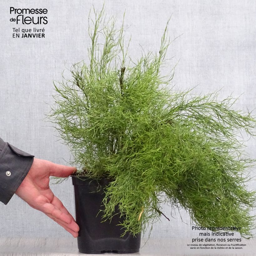 Exemplar von Thamnochortus cinereus - Restio Topf mit 3L/4L wie im Winter geliefert