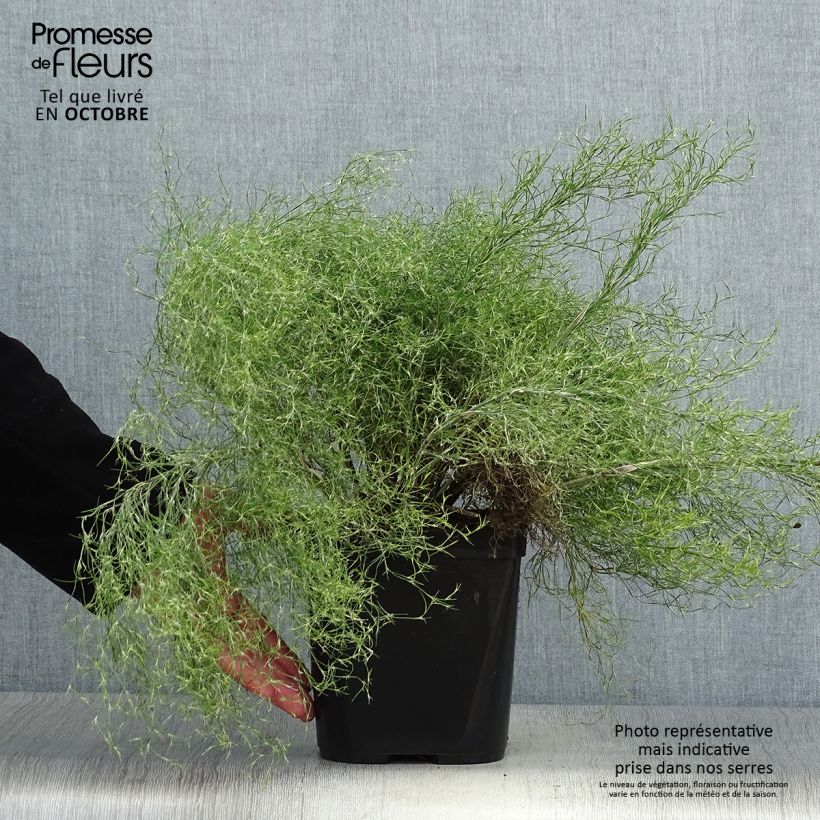 Example of Thamnochortus cinereus - Restio Topf mit 3L/4L as you get in automne