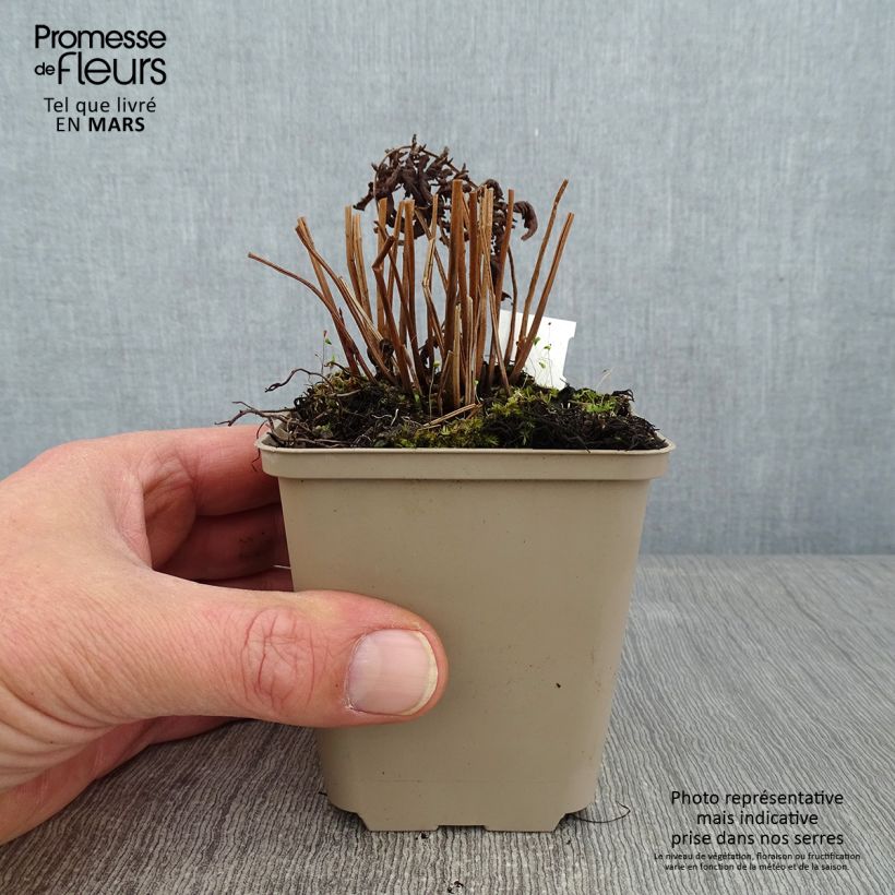 Example of Thelypteris kunthii - Kunths Sumpffarn Kleine Töpfe von 8/9 cm as you get in hiver