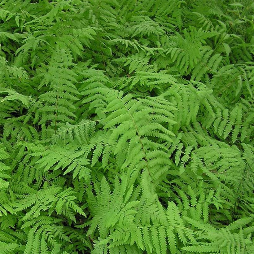 Thelypteris palustris - Sumpffarn (Foliage)