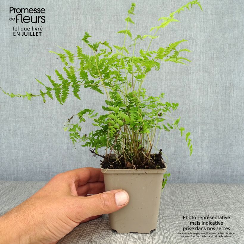 Exemplar von Thelypteris palustris - Sumpffarn Kleine Töpfe von 8/9 cm wie im Sommer geliefert
