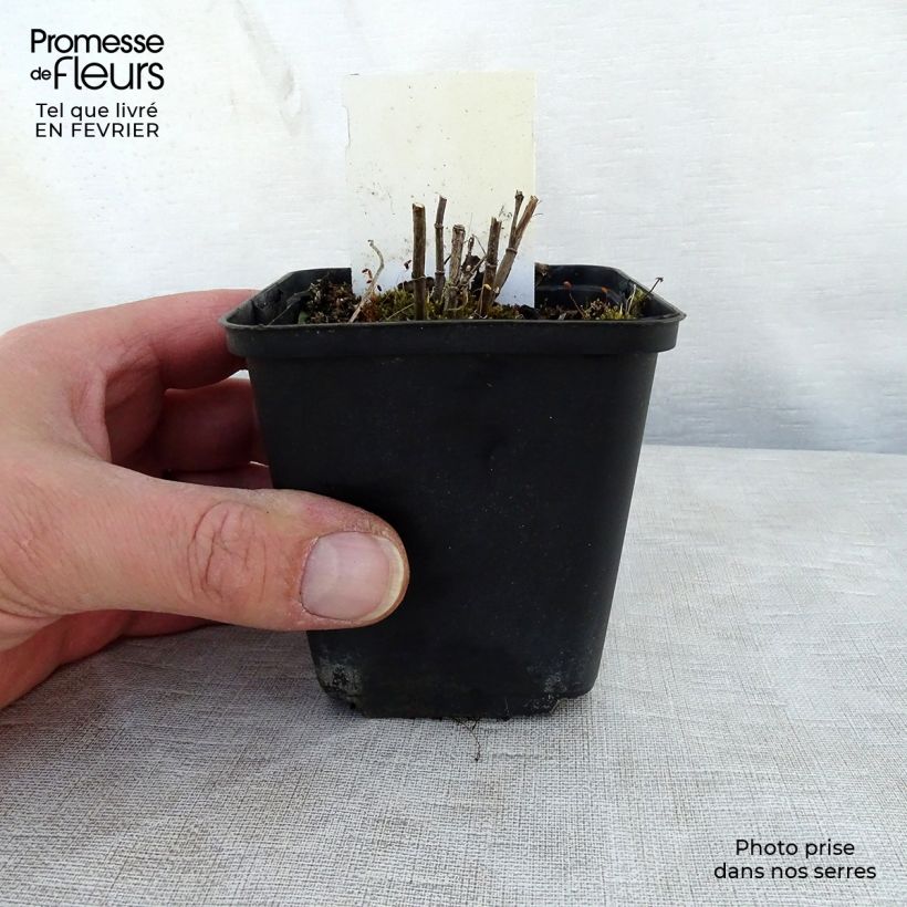 Exemplar von Thermopsis chinensis - Fuchsbohne Kleine Töpfe von 8/9 cm wie im Winter geliefert