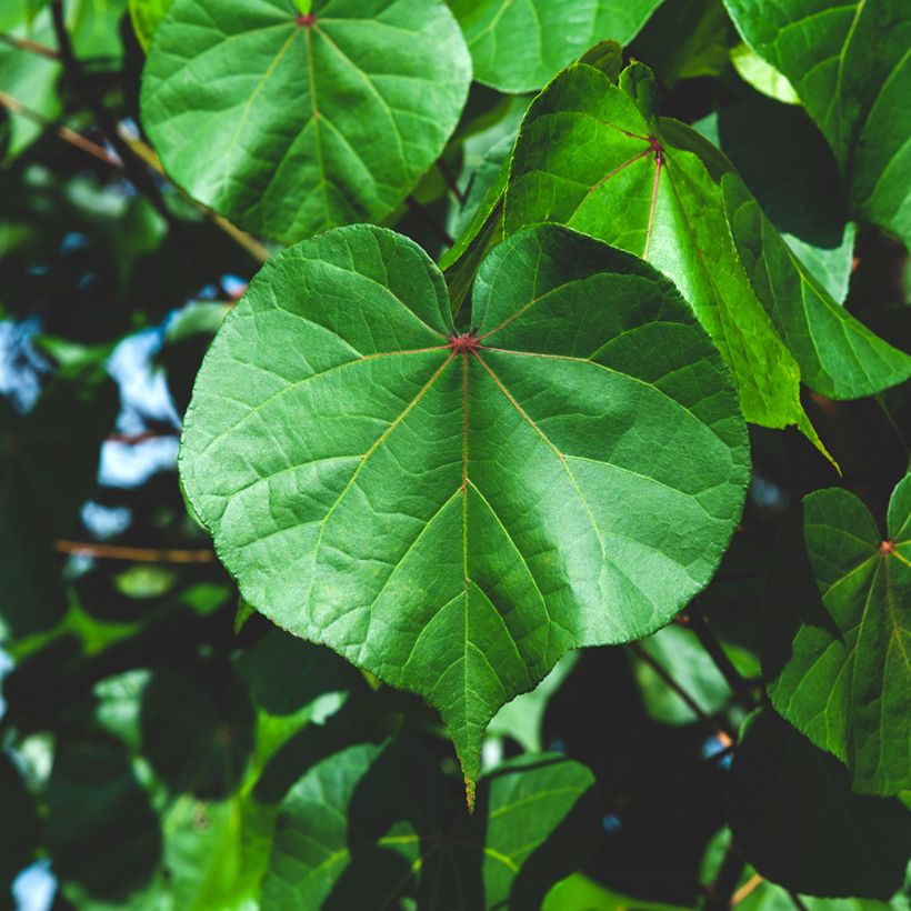 Thespesia populnea - Portiabaum (Foliage)
