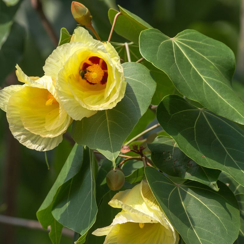 Thespesia populnea - Portiabaum (Flowering)