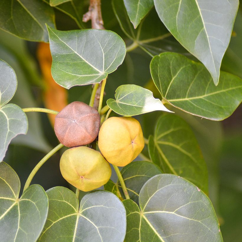 Thespesia populnea - Portiabaum (Harvest)