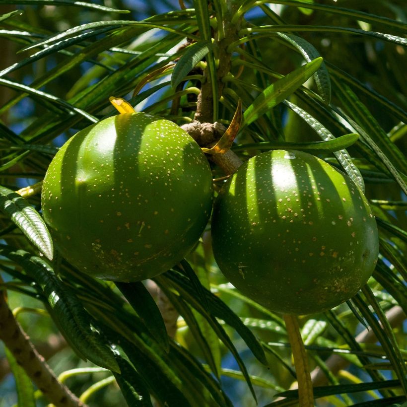 Thevetia peruviana - Gelber Schellenbaum (Harvest)