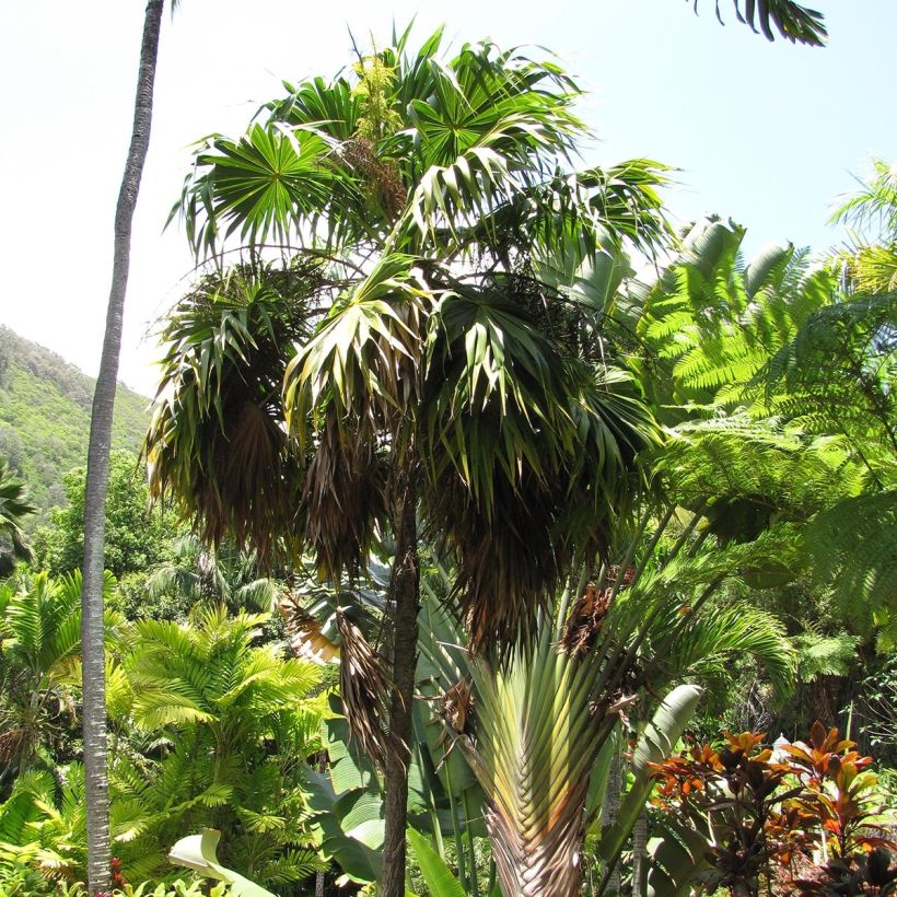 Thrinax parviflora (Plant habit)