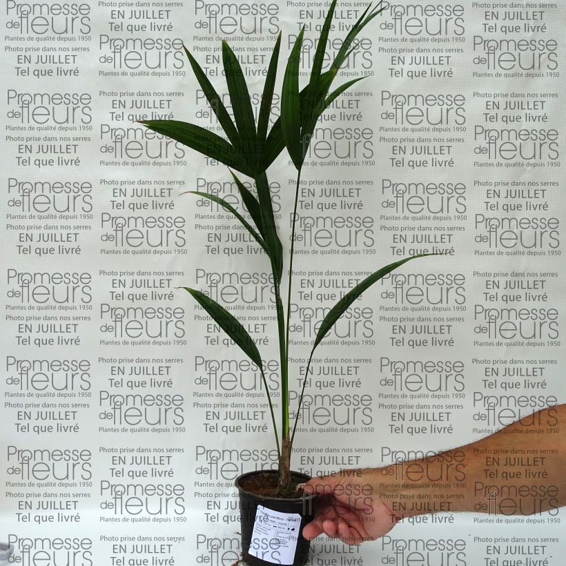 Example of Thrinax parviflora Topf 12 cm / 13 cm as you get in ete