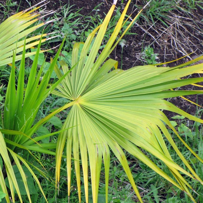 Thrinax radiata - Florida Dreizackpalme (Foliage)