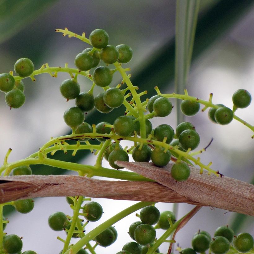 Thrinax radiata - Florida Dreizackpalme (Harvest)