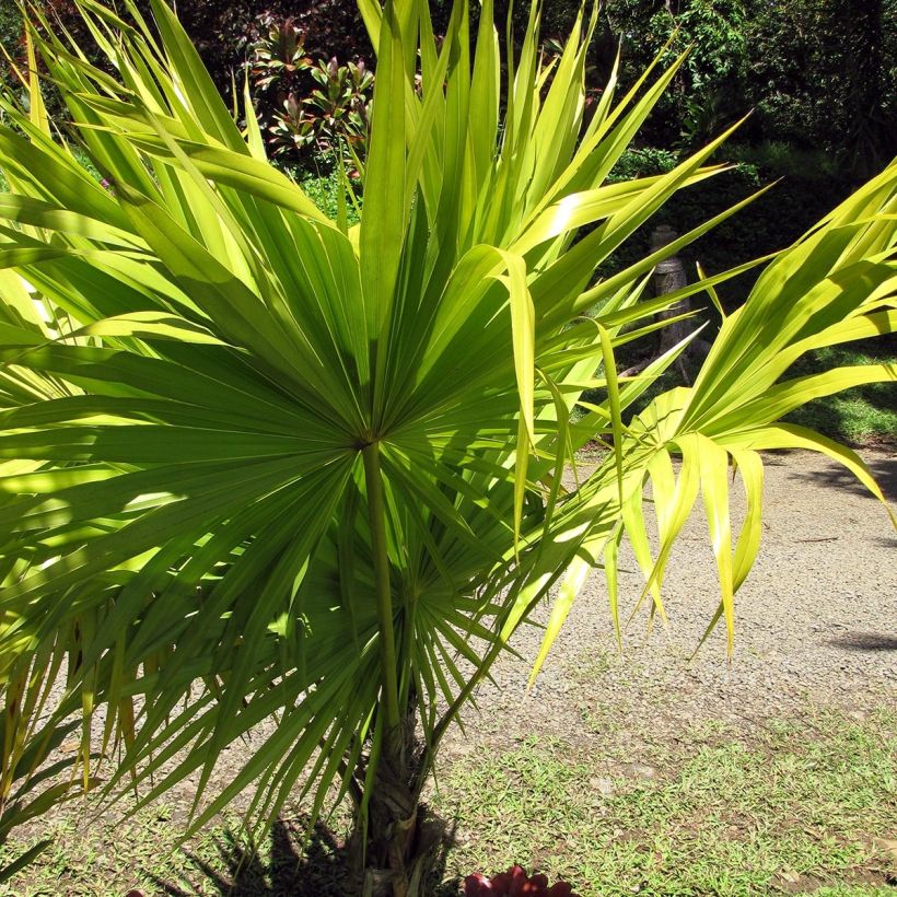 Thrinax radiata - Florida Dreizackpalme (Plant habit)
