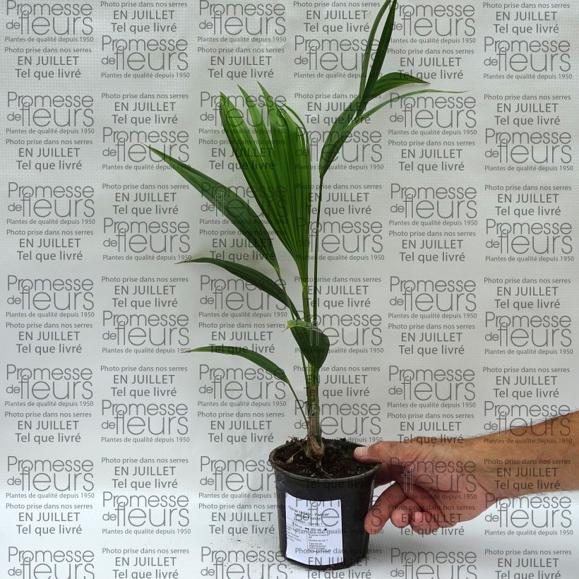 Example of Thrinax radiata - Florida Dreizackpalme Topf 12 cm / 13 cm as you get in ete