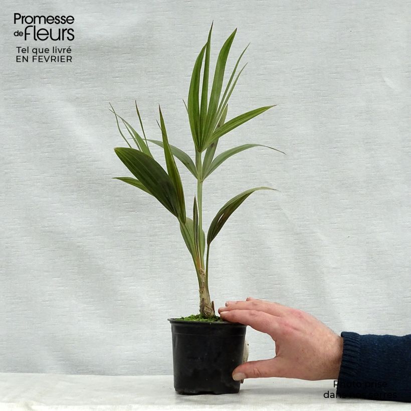 Exemplar von Thrinax radiata - Florida Dreizackpalme Topf 12 cm / 13 cm wie im Winter geliefert