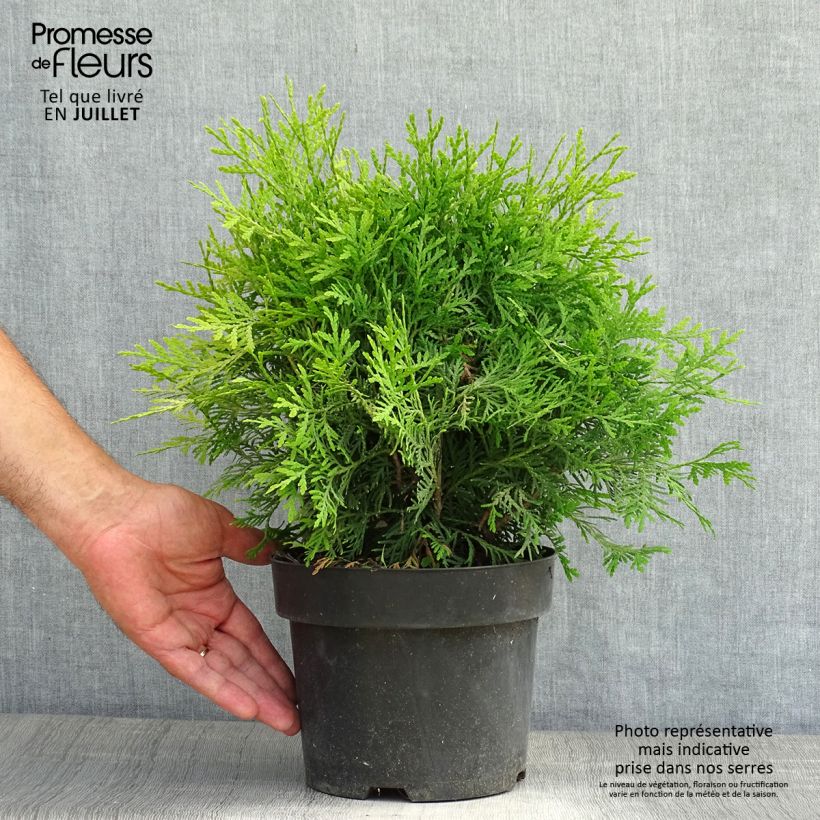 Exemplar von Thuja occidentalis Danica Aurea Topf mit 2L/3L wie im Sommer geliefert