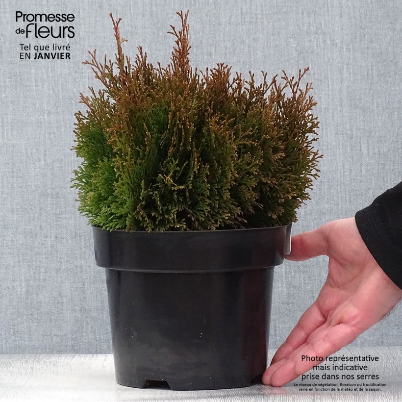 Exemplar von Thuja occidentalis Miky Topf mit 2L/3L wie im Winter geliefert