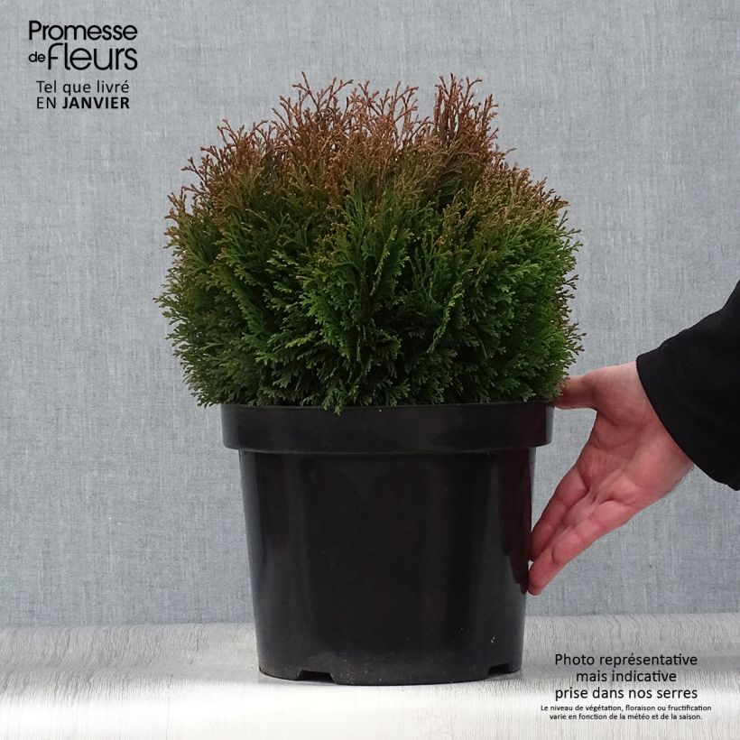 Exemplar von Thuja occidentalis Miky Topf mit 7,5L/10L wie im Winter geliefert