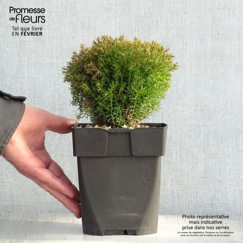 Exemplar von Thuja occidentalis Teddy Topf mit 2L/3L wie im Winter geliefert