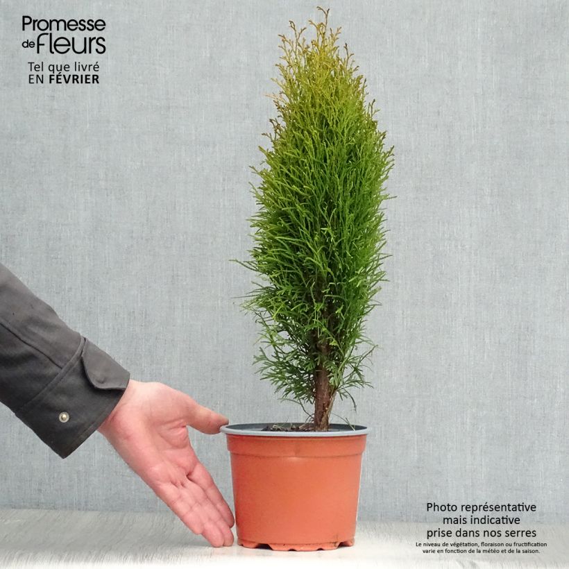 Example of Thuja occidentalis Totem Smaragd Topf mit 2L/3L as you get in hiver
