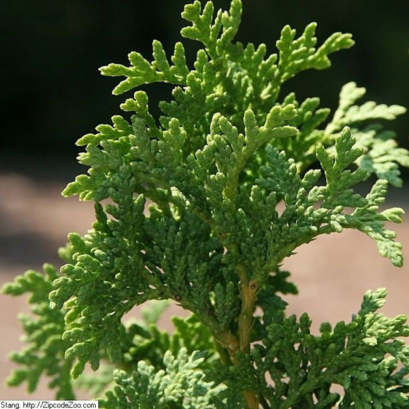 Thuja occidentalis Degroots Spire (Laub)