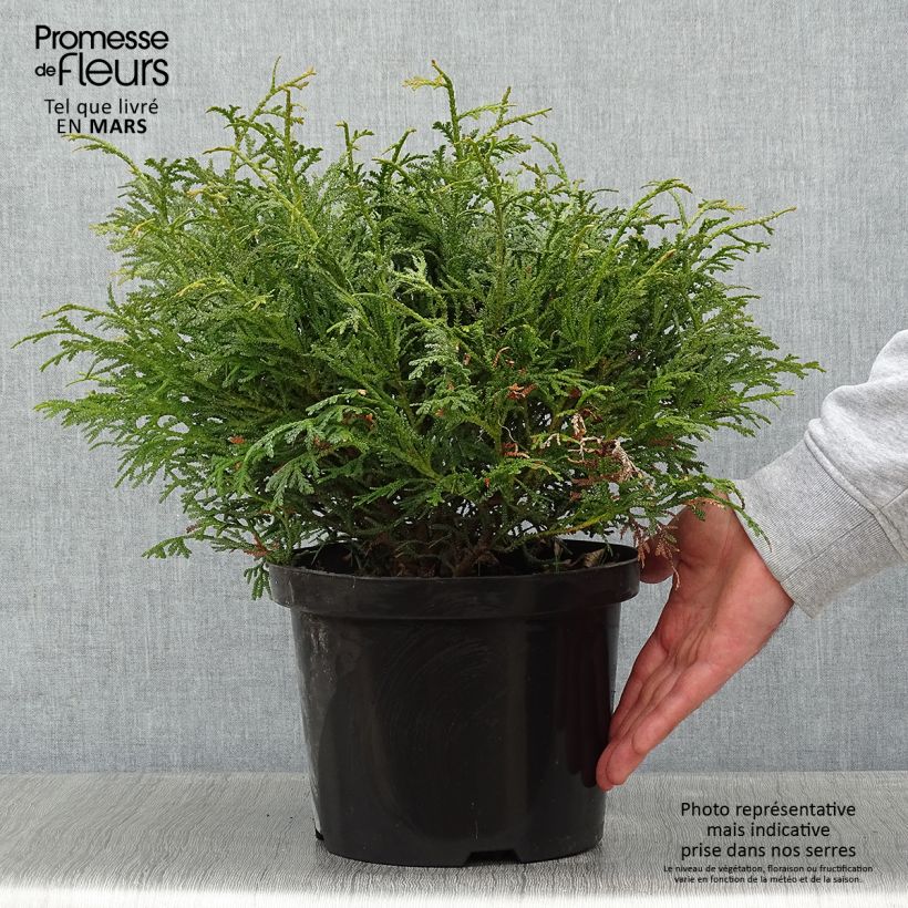 Exemplar von Thujopsis dolobrata Nana Topf mit 4L/5L wie im Winter geliefert