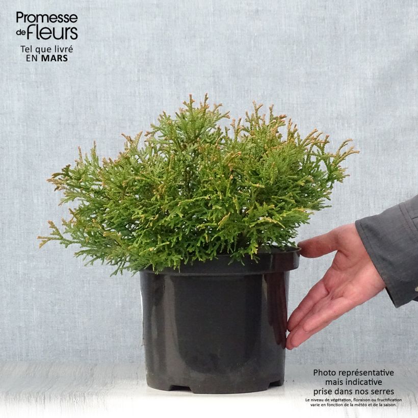 Exemplar von Thujopsis dolobrata Nana Topf mit 4L/5L wie im Frühjahr geliefert
