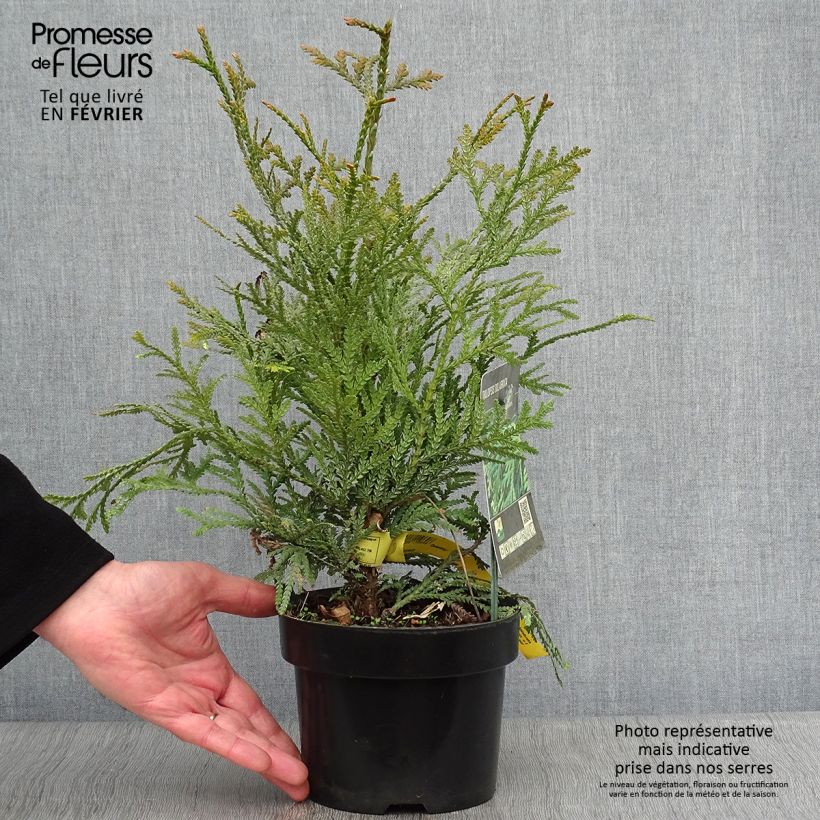 Exemplar von Thujopsis dolobrata Topf mit 2L/3L wie im Winter geliefert