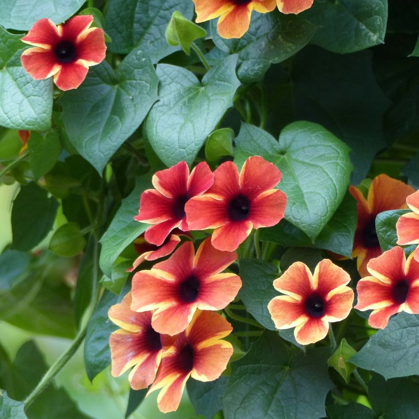 Thunbergia alata Tangerine Slice (Flowering)