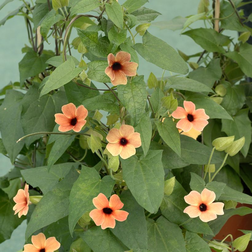 Thunbergia African Sunset (Samen) (Plant habit)