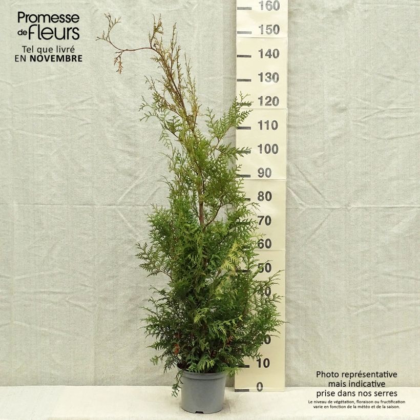 Example of Thuja occidentalis Brabant Topf mit 4L/5L as you get in automne