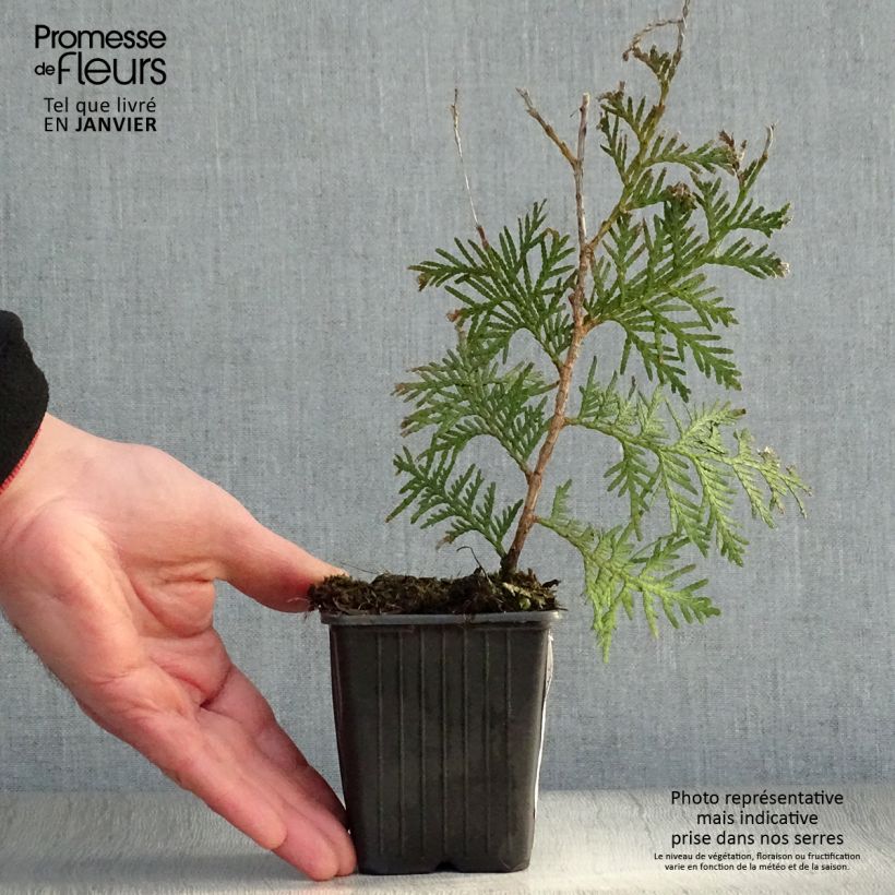 Exemplar von Thuja occidentalis Brabant Kleine Töpfe von 8/9 cm wie im Winter geliefert