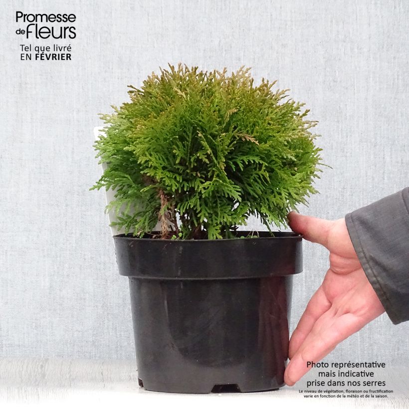 Exemplar von Thuja occidentalis Danica Topf mit 2L/3L wie im Winter geliefert