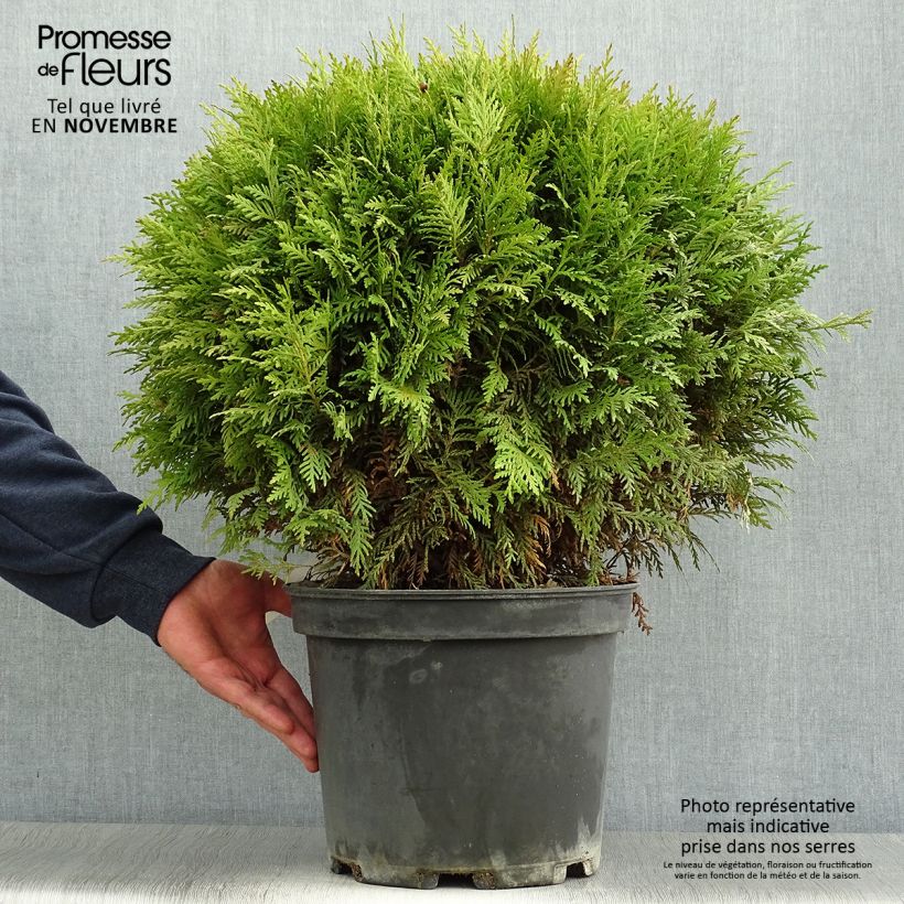 Example of Thuja occidentalis Danica Topf mit 7,5L/10L as you get in automne