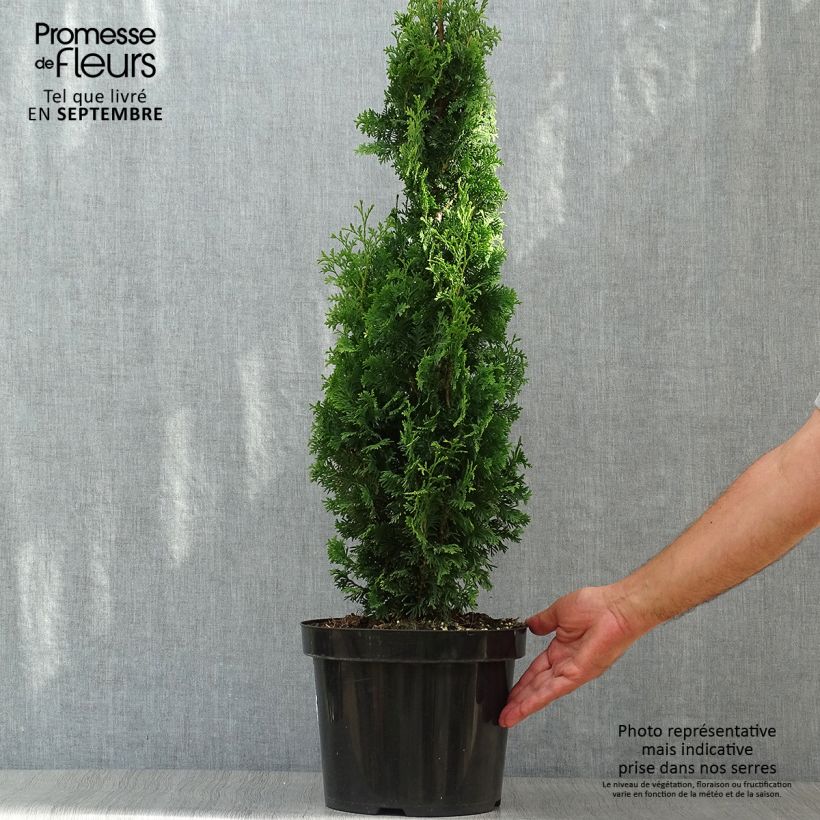 Example of Thuja occidentalis Degroots Spire Topf mit 7,5L/10L as you get in automne
