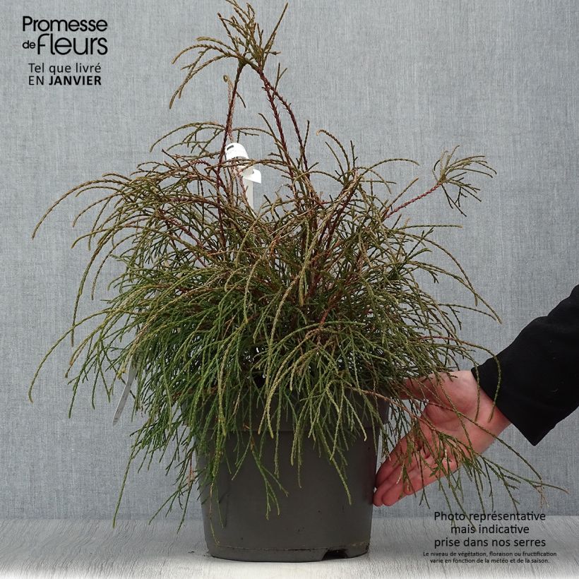 Exemplar von Thuja occidentalis Filiformis Topf mit 7,5L/10L wie im Winter geliefert