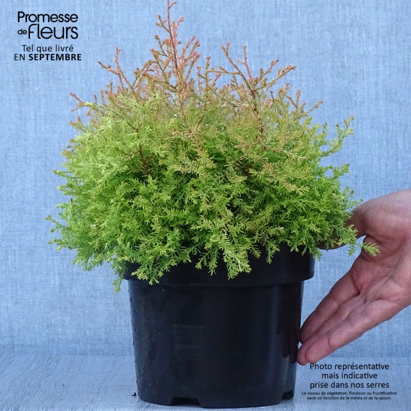 Example of Thuja occidentalis Fire Chief Topf mit 2L/3L as you get in automne