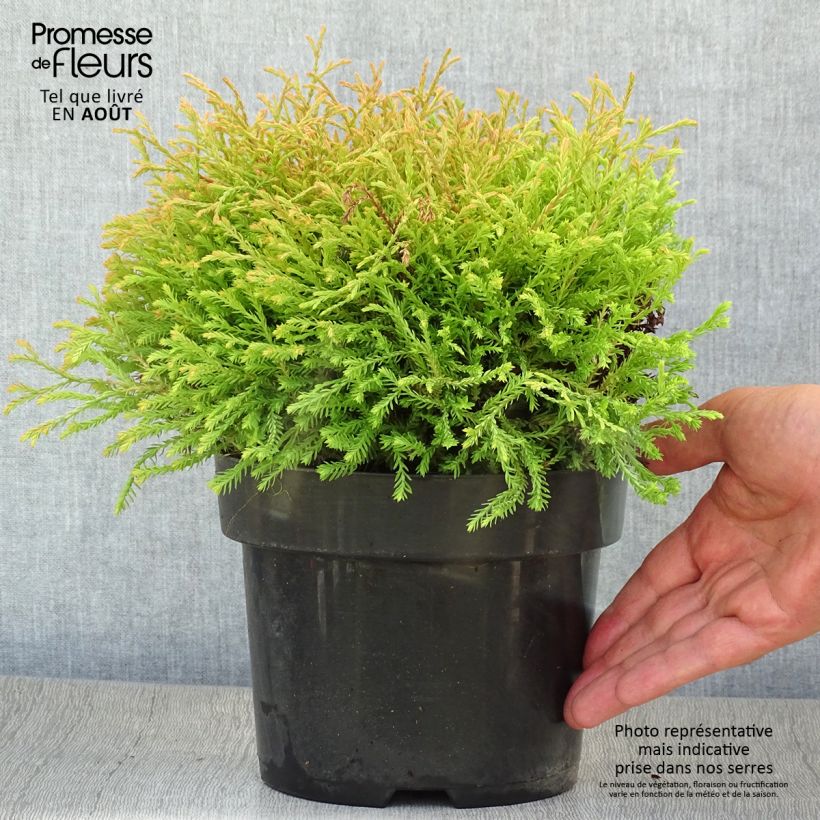 Exemplar von Thuja occidentalis Golden Tuffet Topf mit 2L/3L wie im Sommer geliefert