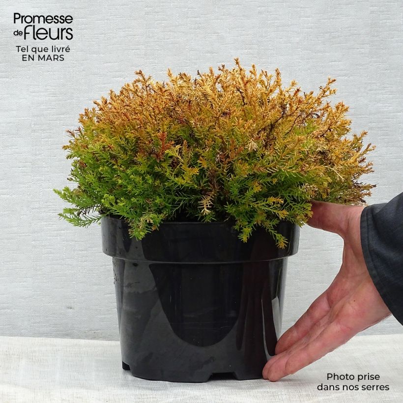 Exemplar von Thuja occidentalis Rheingold Topf mit 2L/3L wie im Frühjahr geliefert