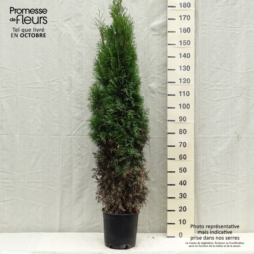 Example of Thuja occidentalis Smaragd Topf mit 7,5L/10L as you get in automne