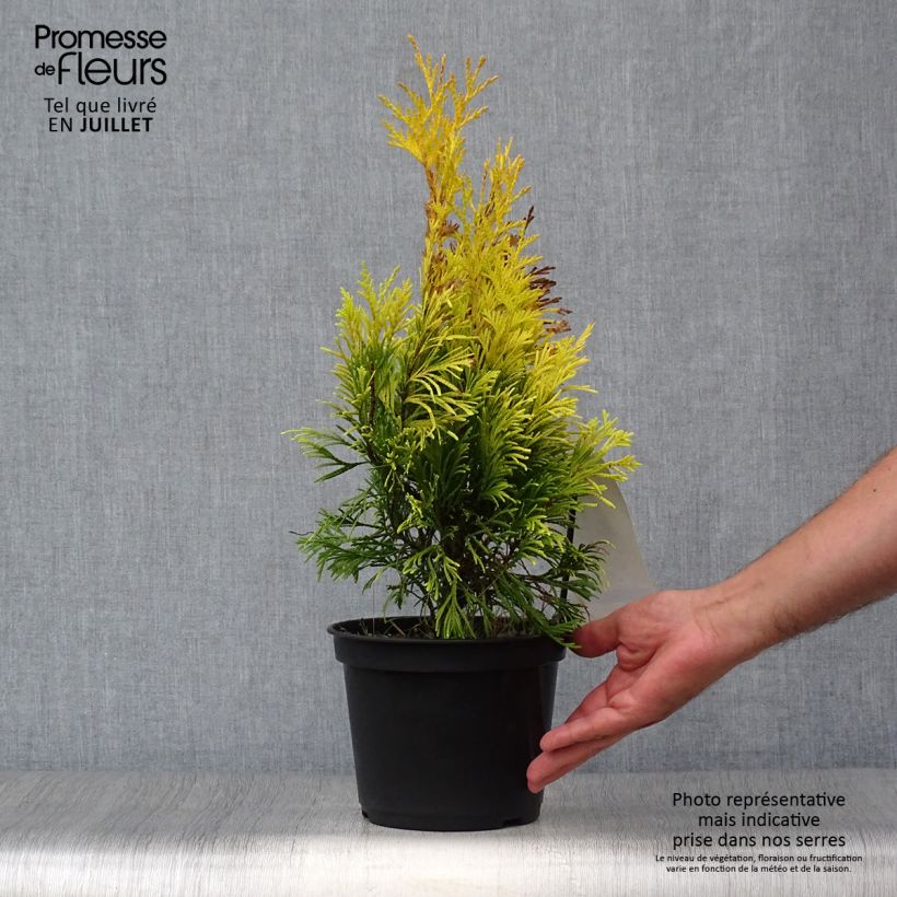 Exemplar von Thuja plicata 4 Ever Goldy Topf mit 2L/3L wie im Sommer geliefert