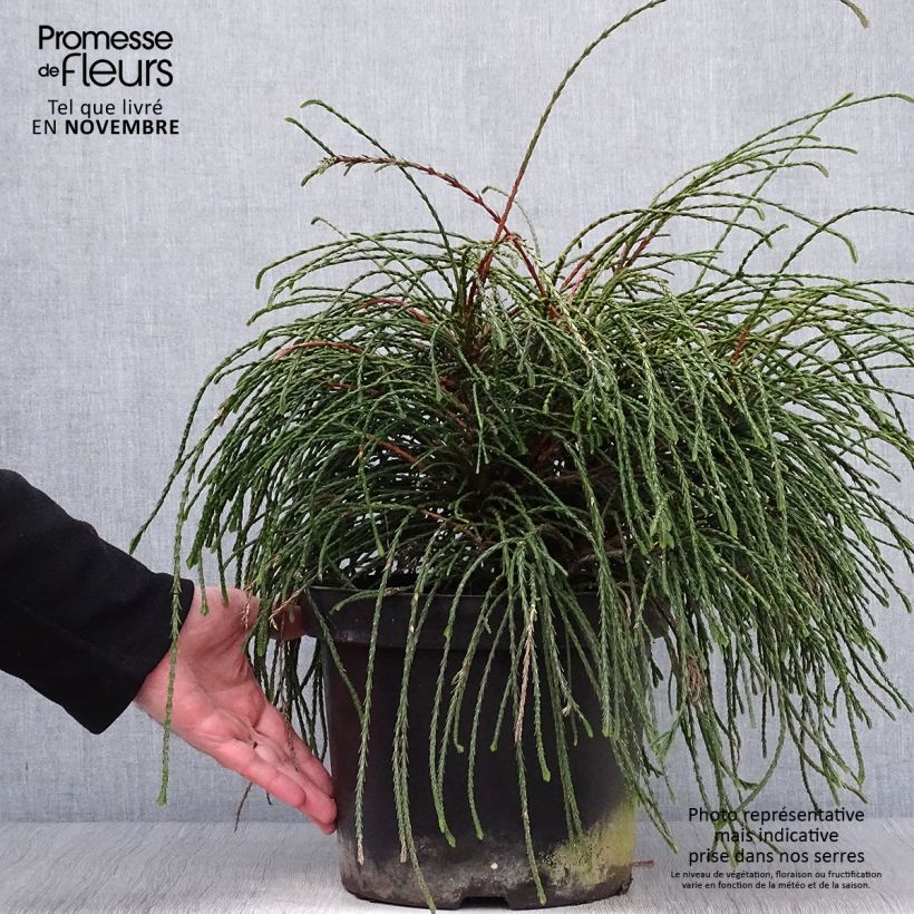 Example of Thuja plicata Whipcord Topf mit 7,5L/10L as you get in automne