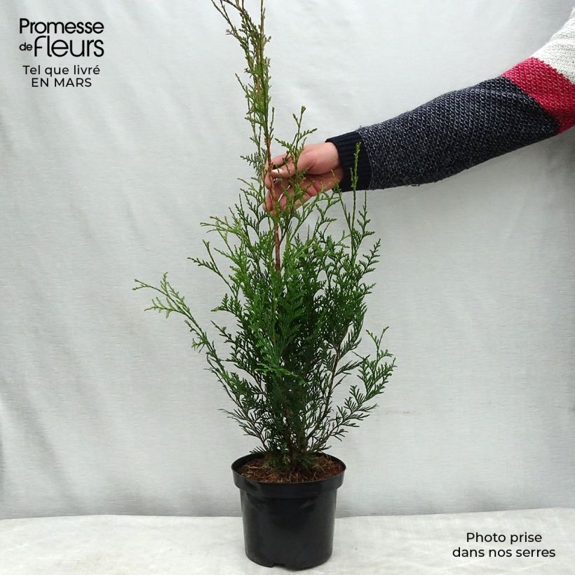Exemplar von Thuja plicata Atrovirens Topf mit 2L/3L wie im Winter geliefert