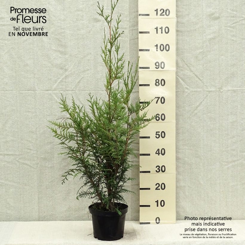 Example of Thuja plicata Atrovirens Topf mit 2L/3L as you get in automne
