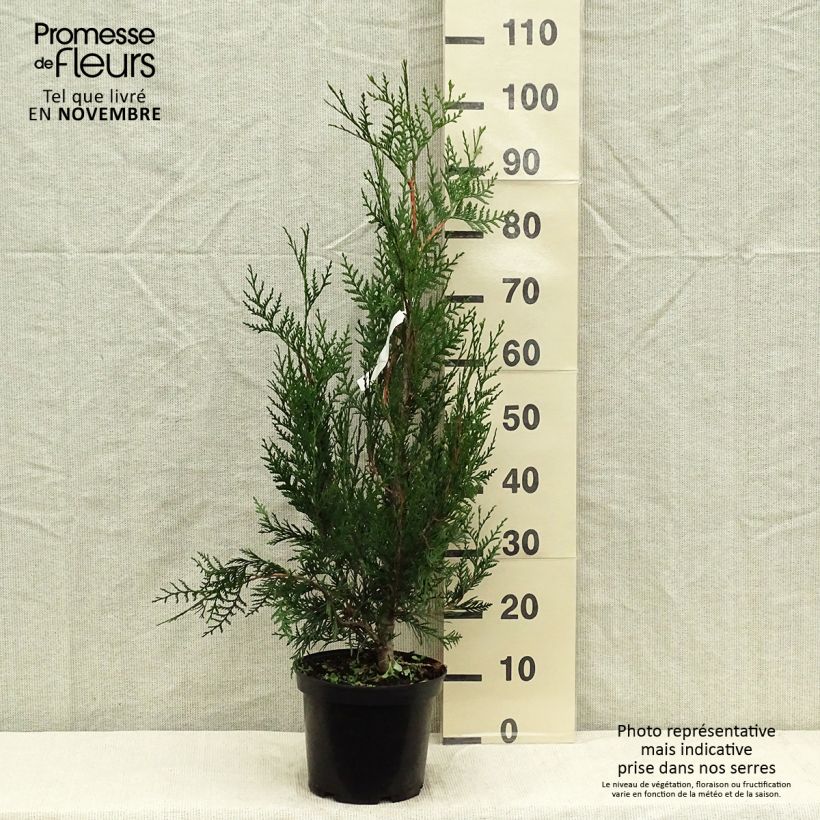 Example of Thuja plicata Atrovirens Topf mit 4L/5L as you get in automne