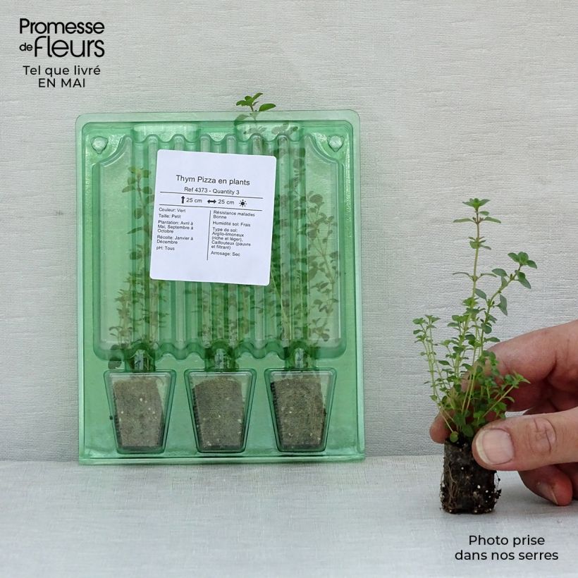 Example of Thymian pizza - Thymus vulgaris x pulegioides Mini-Plug Ø 1,5/2,5 cm as you get in printemps