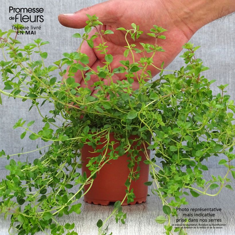 Example of Thymian pizza - Thymus vulgaris x pulegioides Topf 10 cm/11cm as you get in printemps