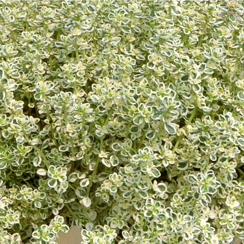 Thymian Sparkling Bright - Thymus (Foliage)