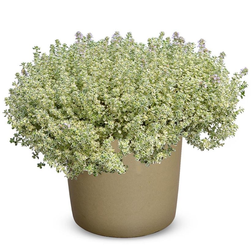 Thymian Sparkling Bright - Thymus (Plant habit)