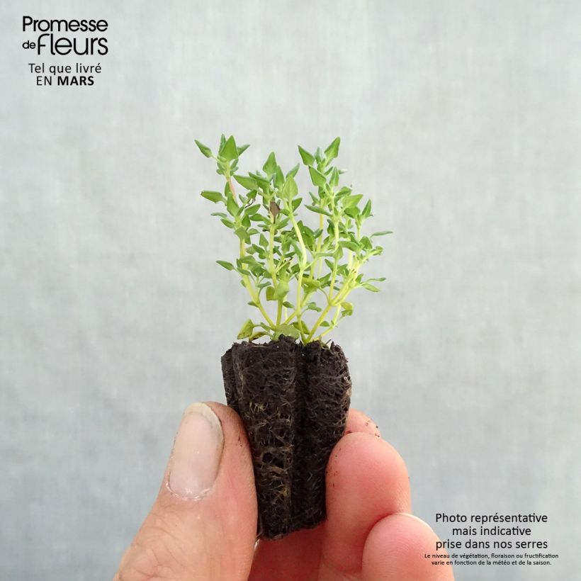 Example of Rosenduftthymian rose - Thymus fragrantissimus Mini-Plug Ø 3/4 cm as you get in printemps