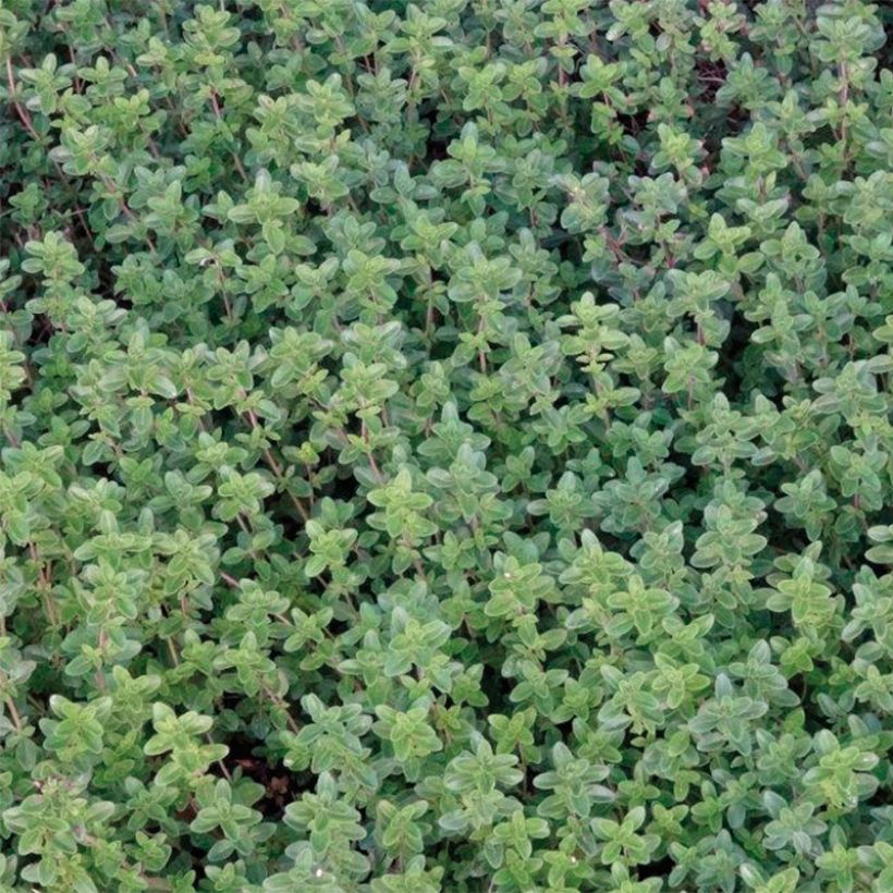 Zitronen-Thymian (Pflanzen) - Thymus x citriodorus (Foliage)