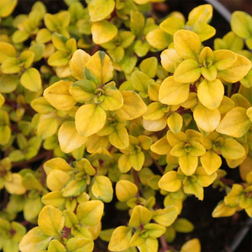 Zitronen-Thymian Bertram Anderson - Thymus x citriodorus (Foliage)